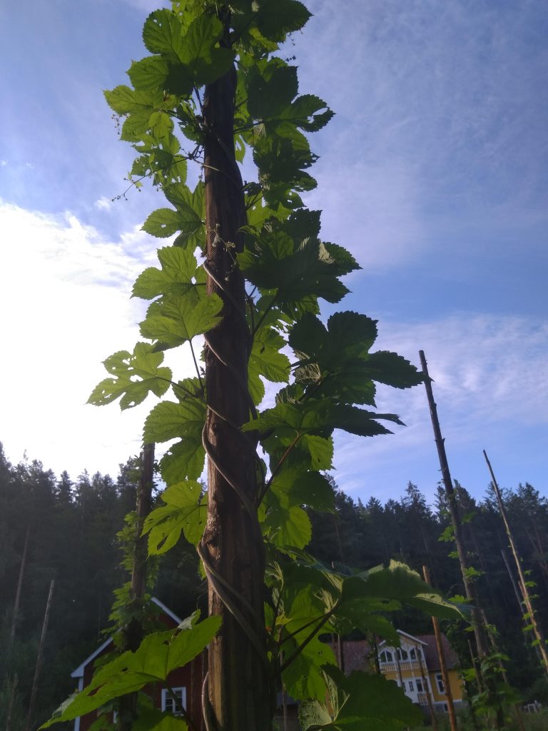 hops growing very fast