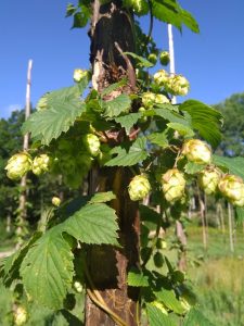 Hops on the way to harvest 2022