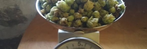 Pure hops harvested and updated website