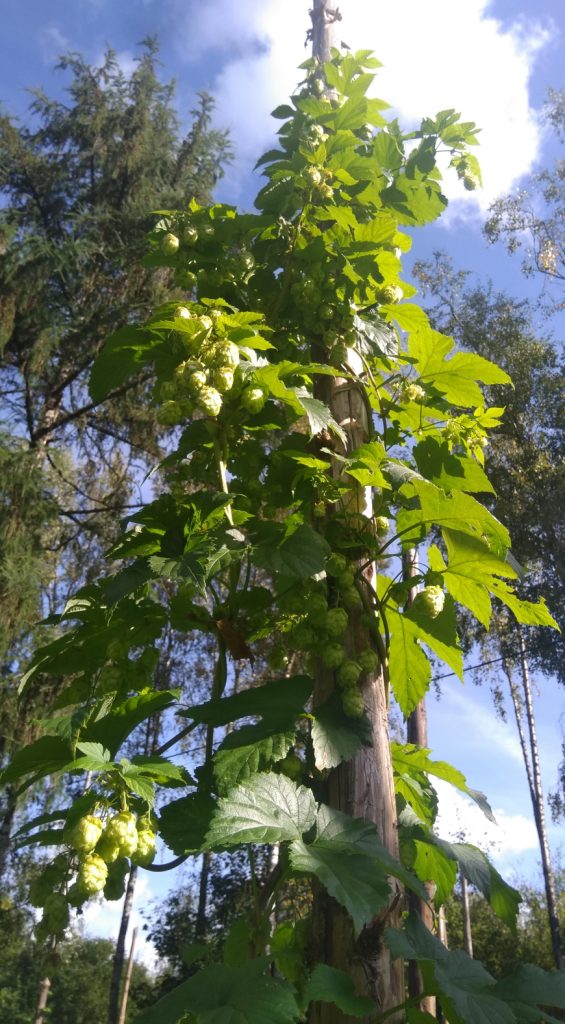 Saaz in Hopvalley, Blekinge, Sweden - unique aroma of Saaz hops